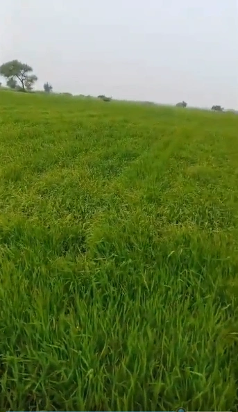 GW5H+RVH, Khai Kheda, Madhya Pradesh 463111, India