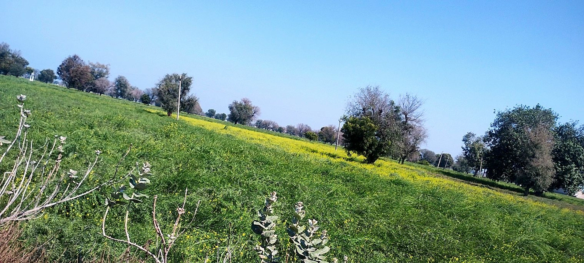 Badka, Rajasthan, India