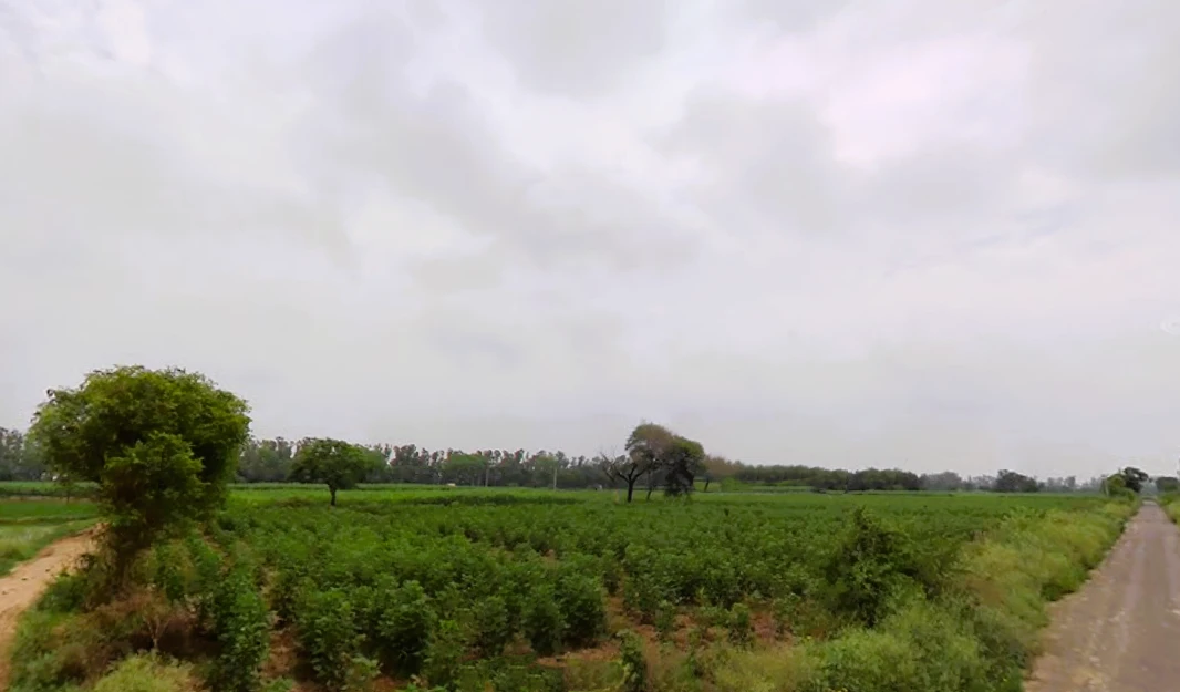 Narwana, Haryana 126116, India