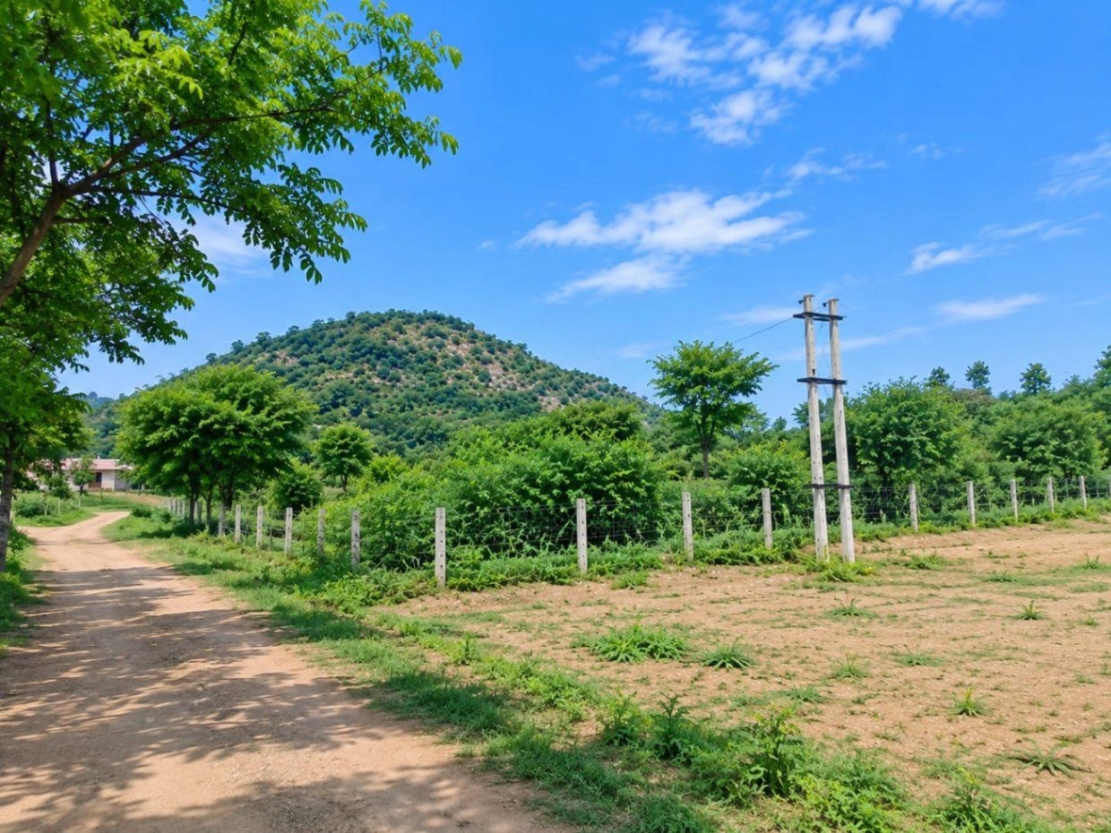 Neemawas, Sikar, Rajasthan 332702, India