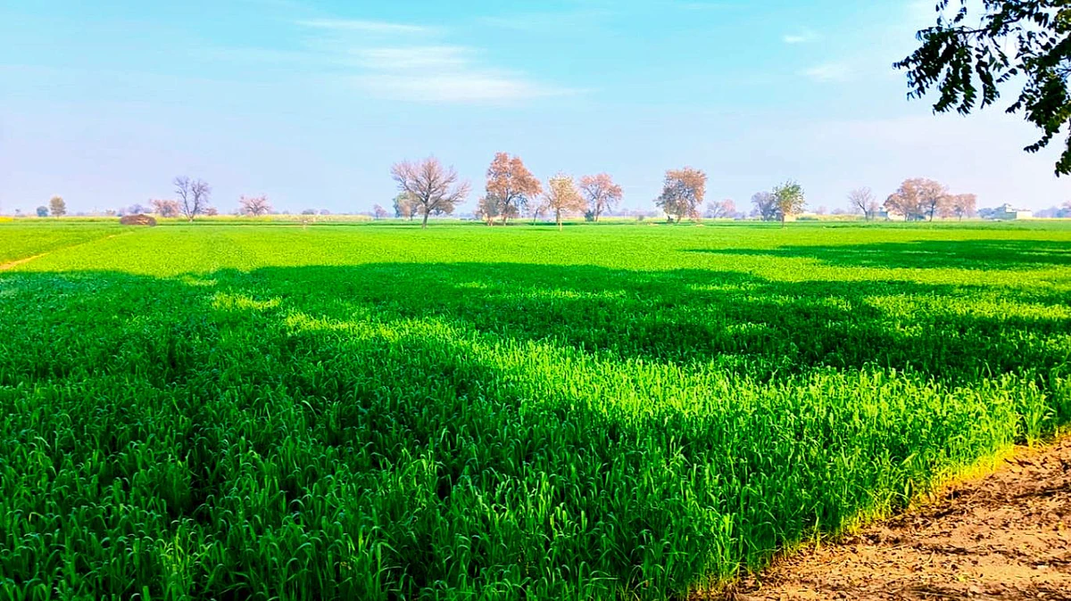 Narain Khera, Haryana 125110, India