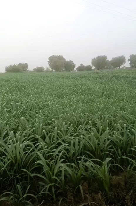 Serla, Bhiwani, Haryana 127028, India