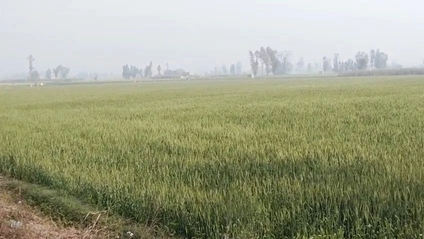 Patauna, Uttar Pradesh 226104, India preview 3