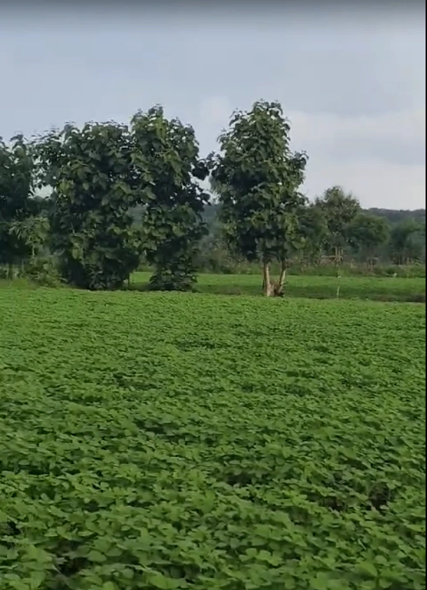 Girwani, Madhya Pradesh 473551, India