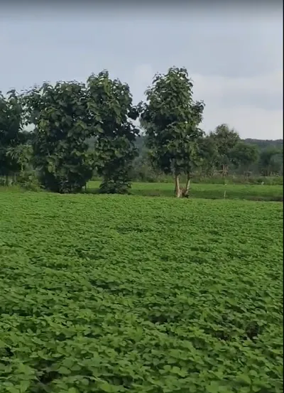 Girwani, Madhya Pradesh 473551, India preview 3