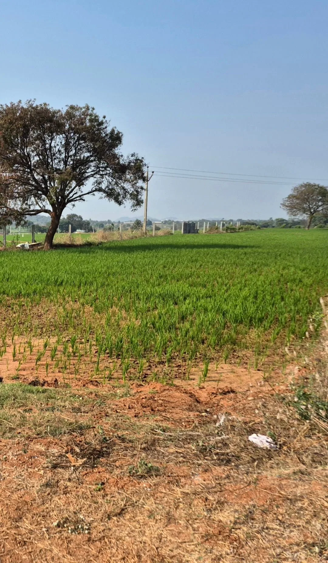 Nagapuri, Telangana 506223, India - Photo 3