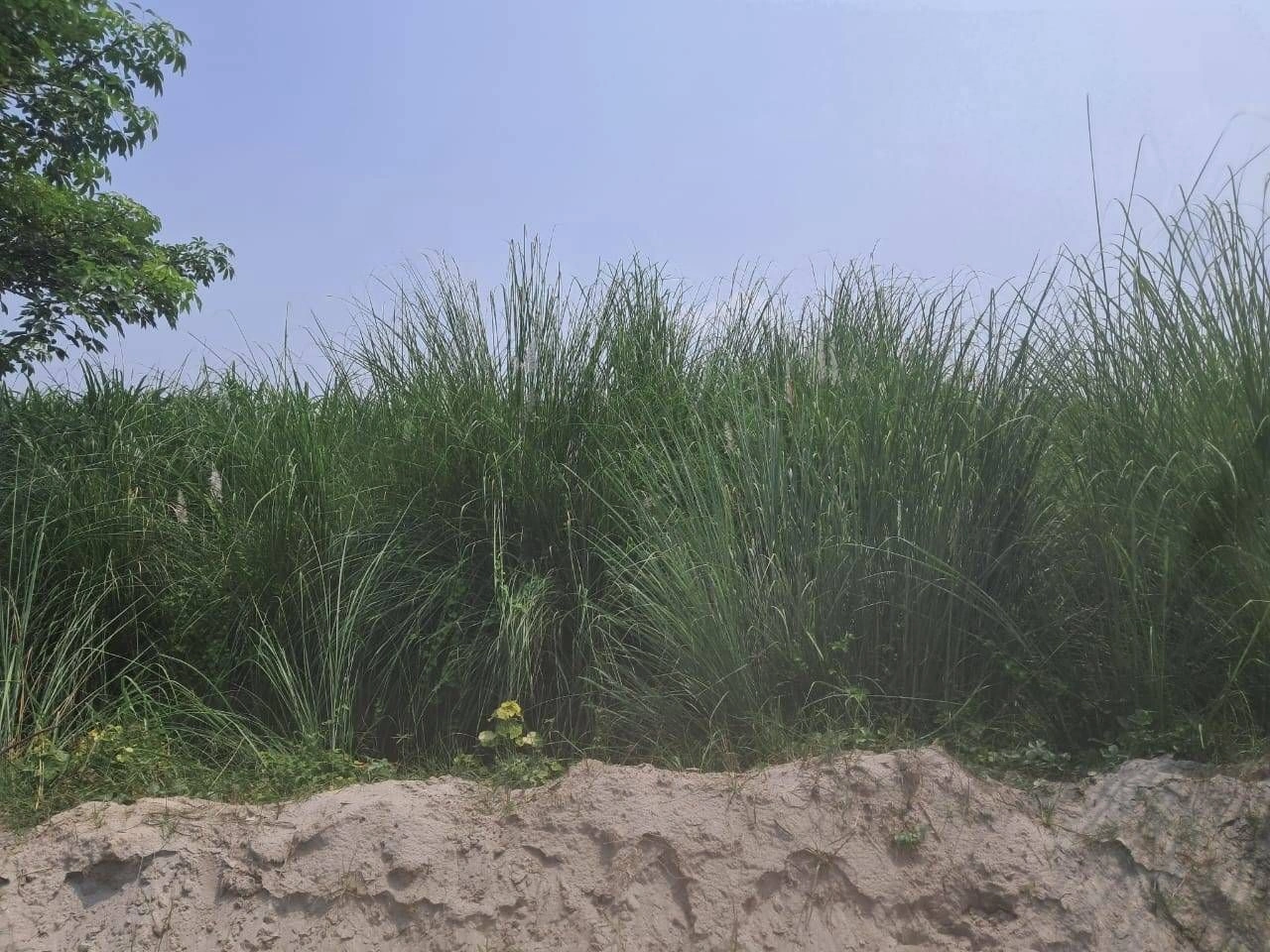 P7Q6+VG Rampur Halwaramanjha, Ayodhya, Uttar Pradesh, India