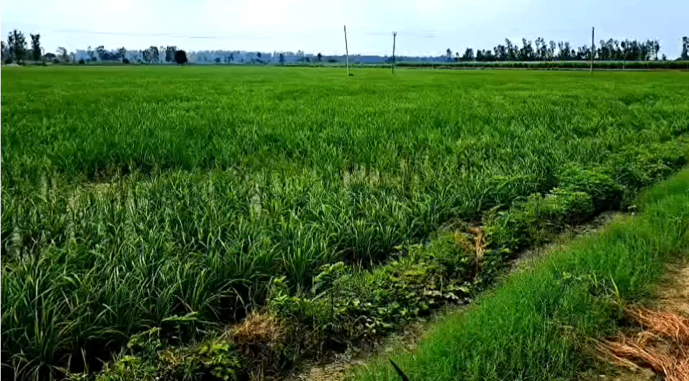822V+2R Husainpur, Muzaffarnagar, Uttar Pradesh, India