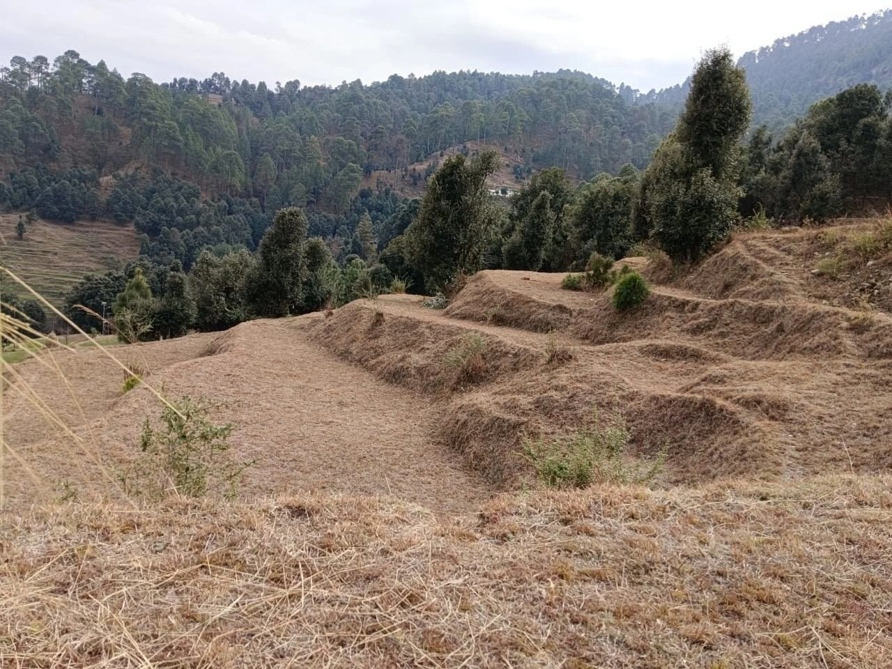 Jalna, Uttarakhand 263625, India