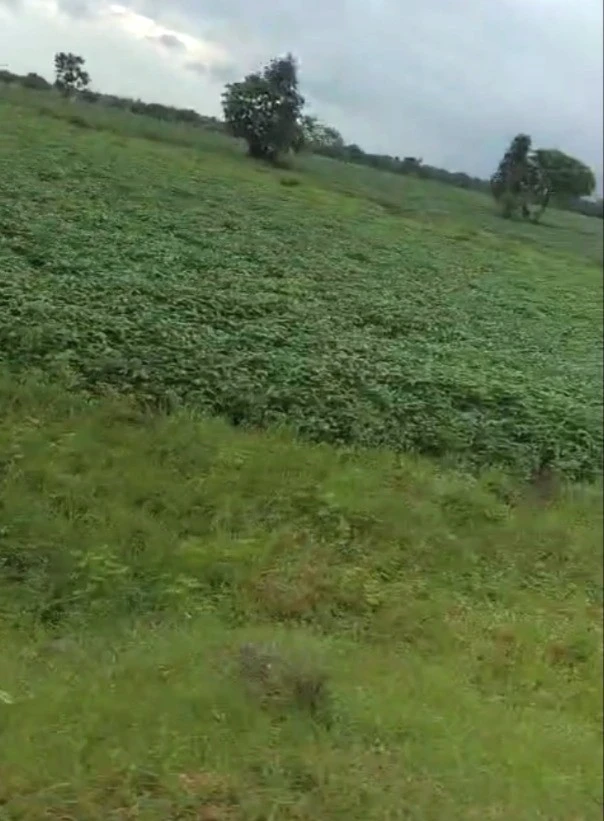 Barkheda Jat, Madhya Pradesh 458220, India