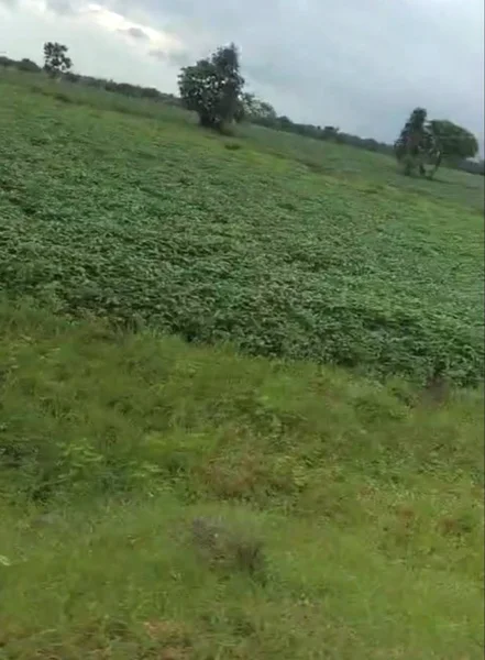 Barkheda Jat, Madhya Pradesh 458220, India preview 3