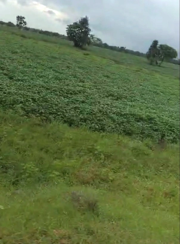 Barkheda Jat, Madhya Pradesh 458220, India