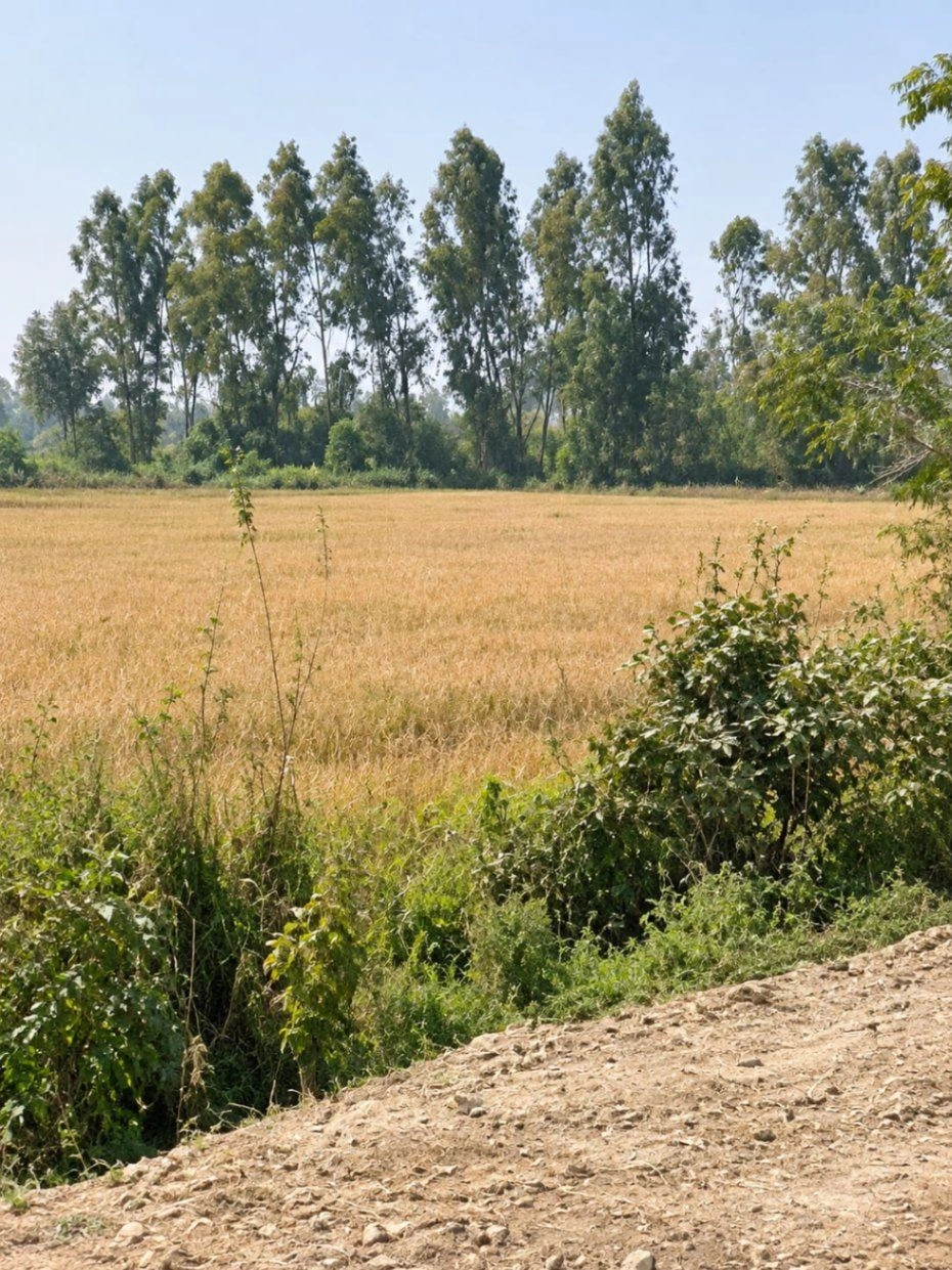 Khanipur, Sultanpur, Uttar Pradesh 227304, India