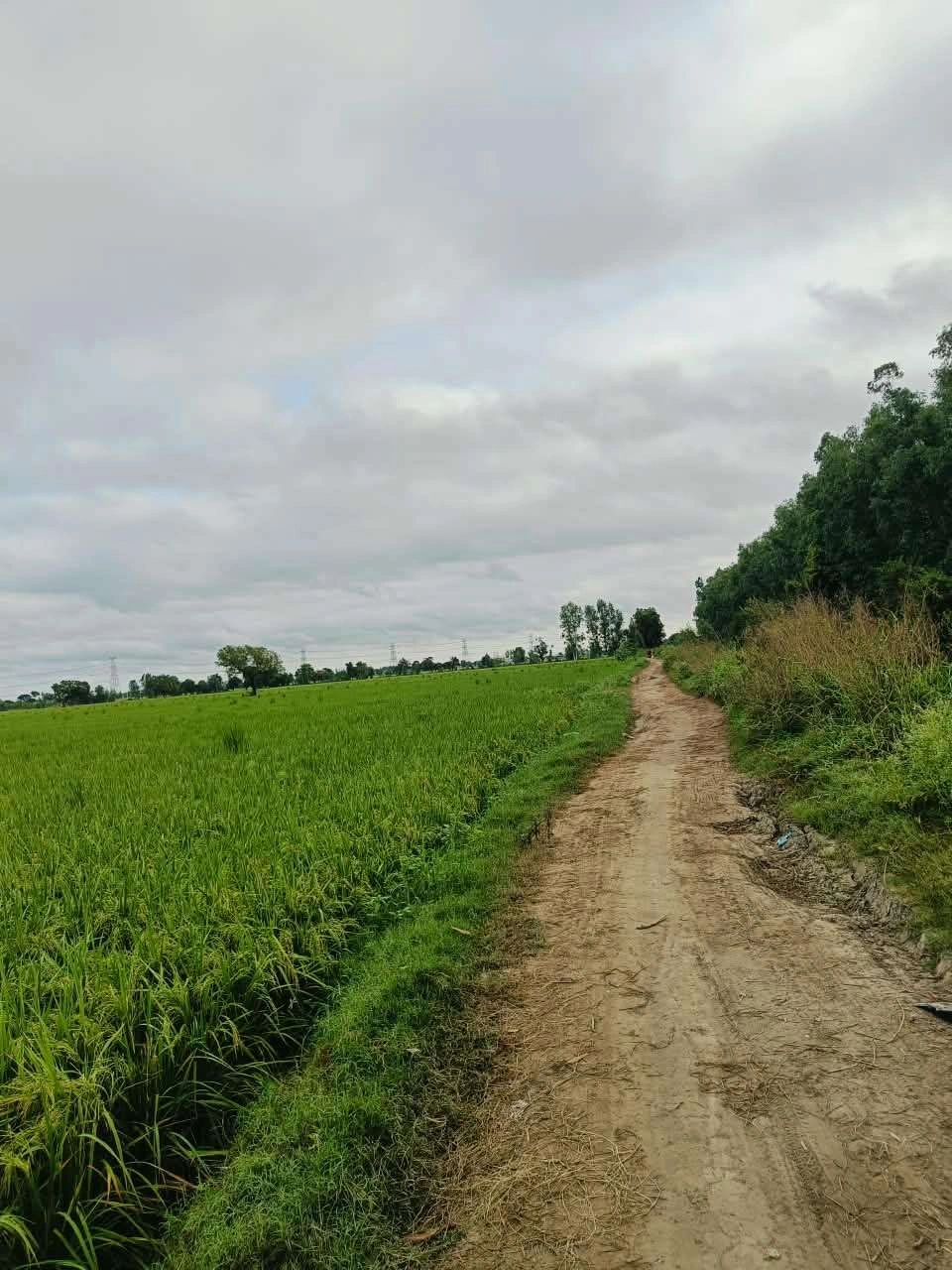 Bheema, Mathura, Uttar Pradesh 281204, India