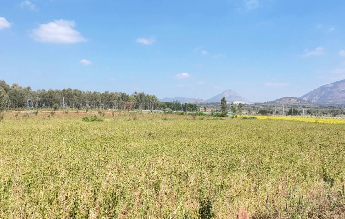 Melekote, Karnataka 561205, India