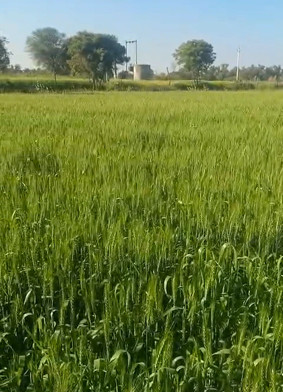 WGR6+5H Reta, Rajasthan, India