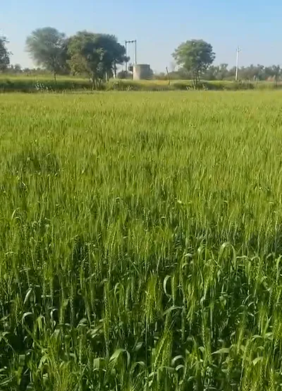 WGR6+5H Reta, Rajasthan, India preview 3