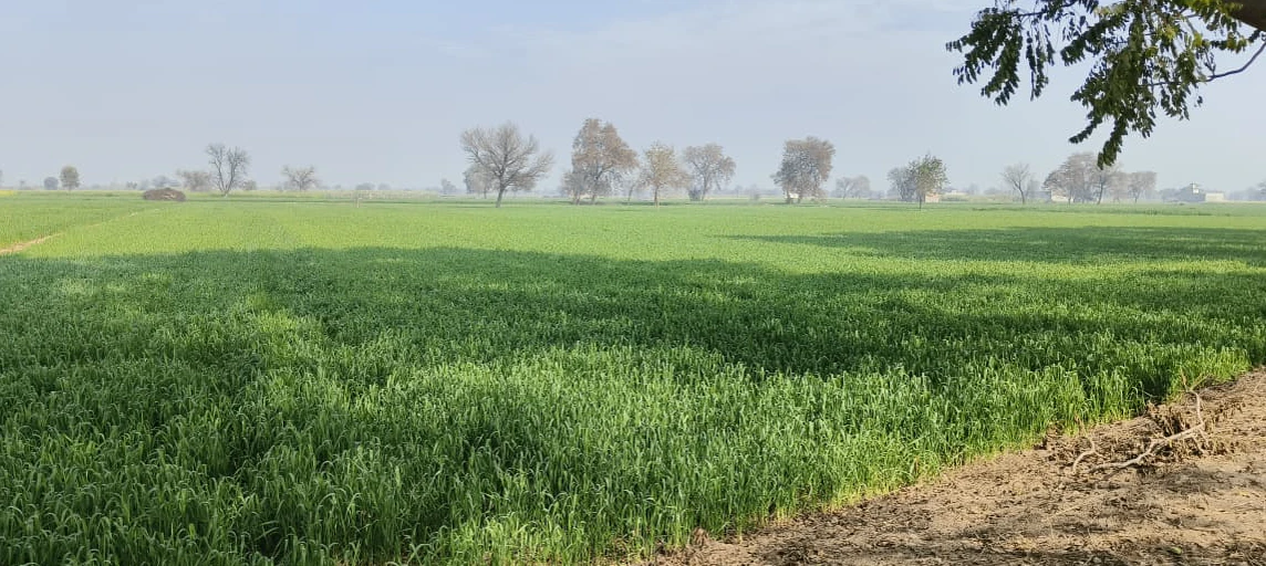 Barnagar, Madhya Pradesh 456771, India