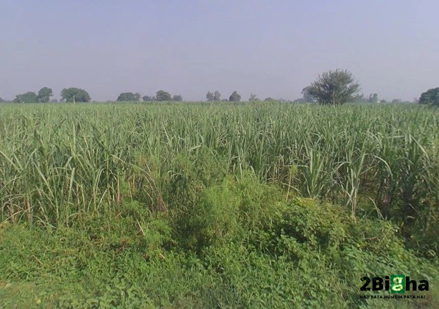 Pithlokar, Uttar Pradesh 250342, India