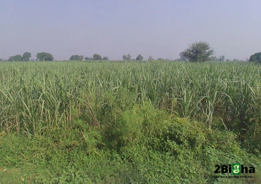 Pithlokar, Uttar Pradesh 250342, India