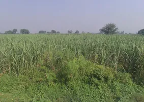 Pithlokar, Uttar Pradesh 250342, India preview 3
