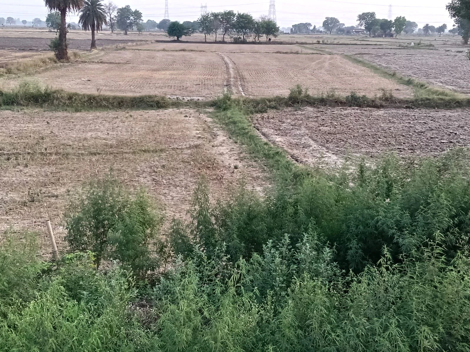 Pipli, Uttar Pradesh 202165, India