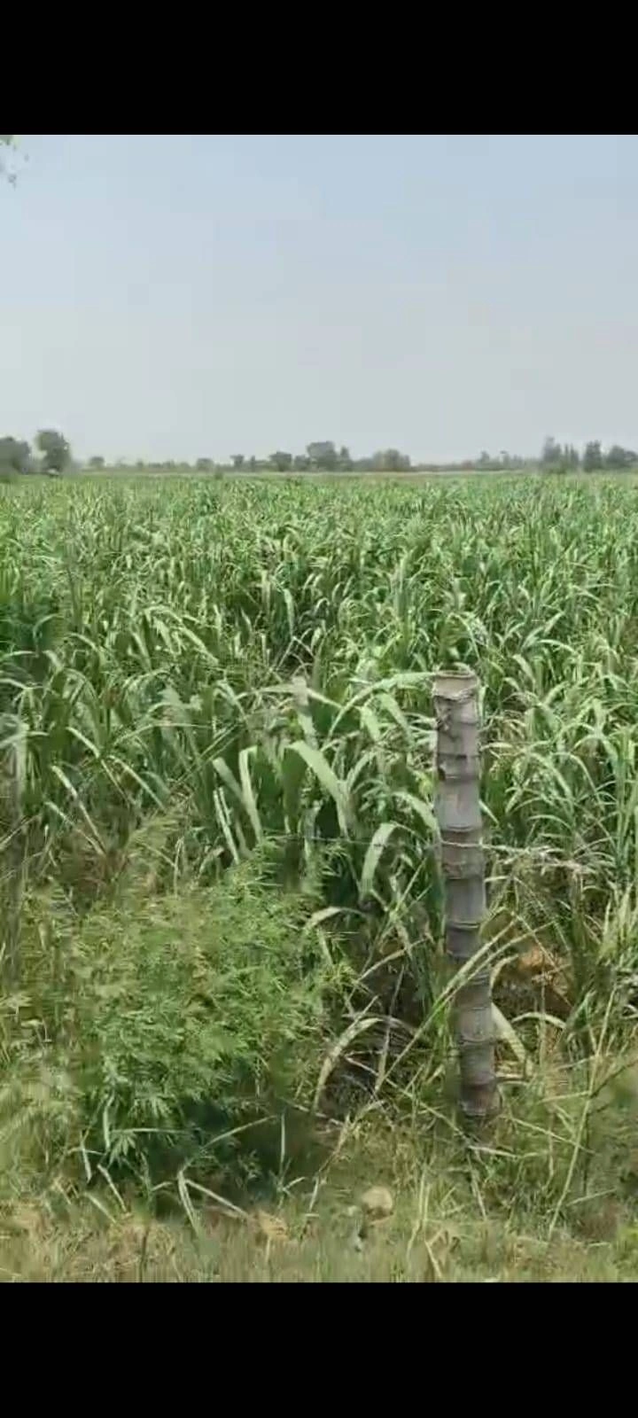Behat, Uttar Pradesh 247121, India
