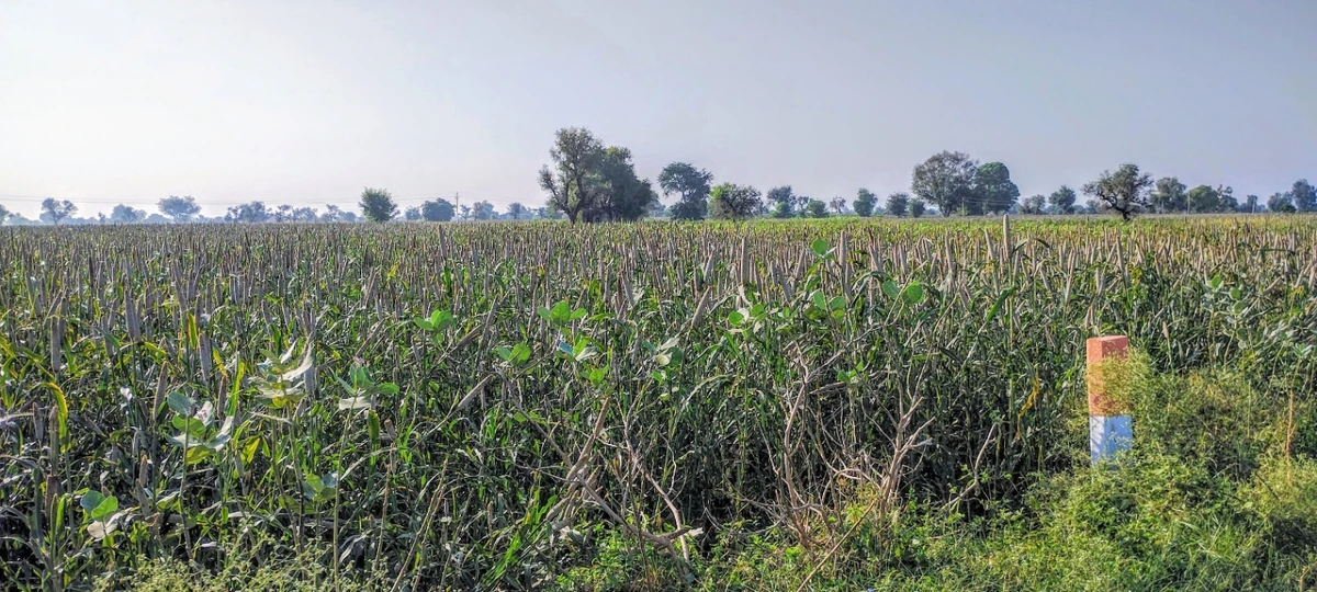 Dhand, Rajasthan 301021, India