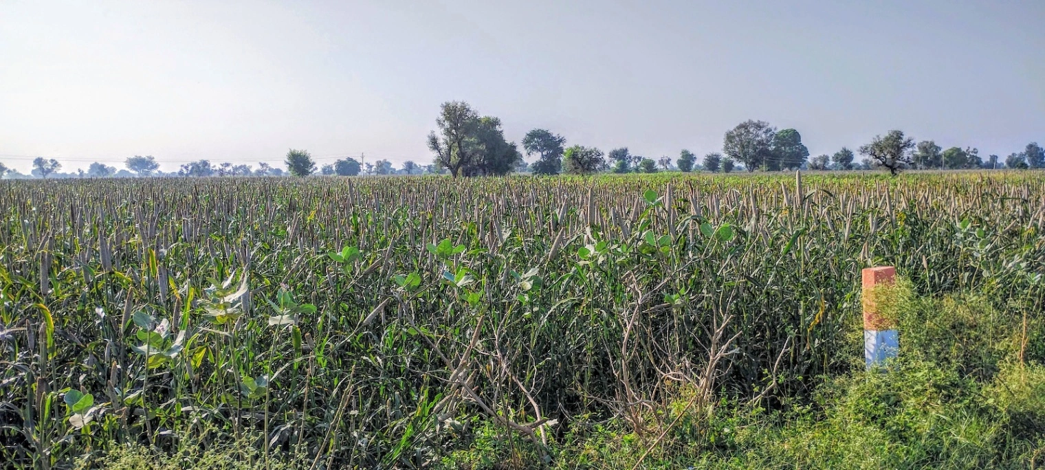 Dhand, Rajasthan 301021, India