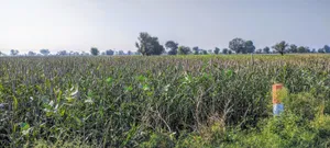Dhand, Rajasthan 301021, India preview 4