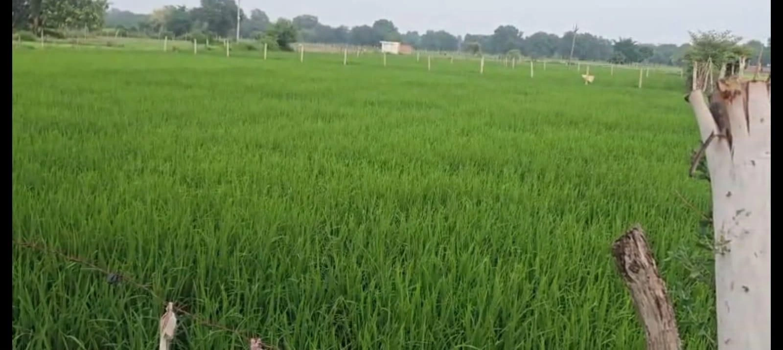 J2P5+WH Jamua, Uttar Pradesh, India