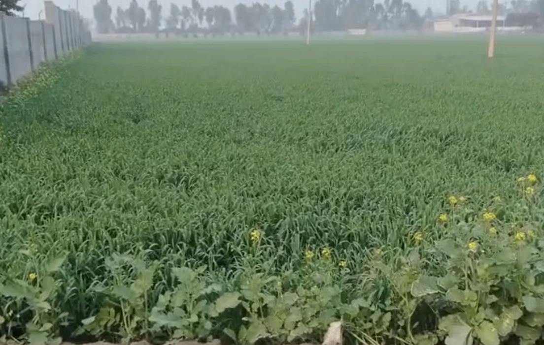 Sahnewal, Punjab, India