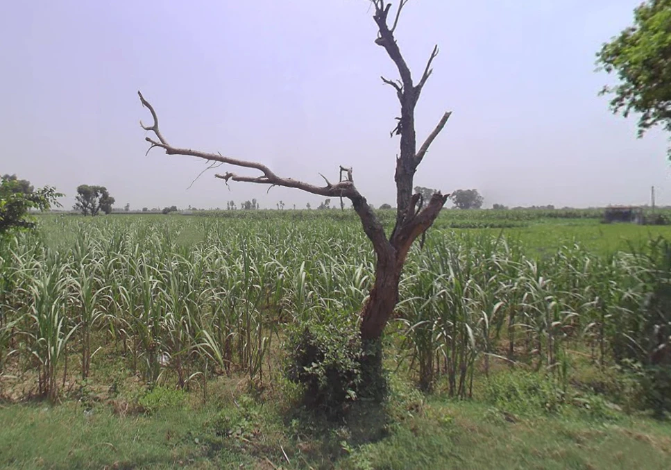 Gumsani, Uttar Pradesh, India