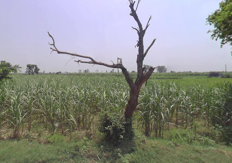 Gumsani, Uttar Pradesh, India preview 2