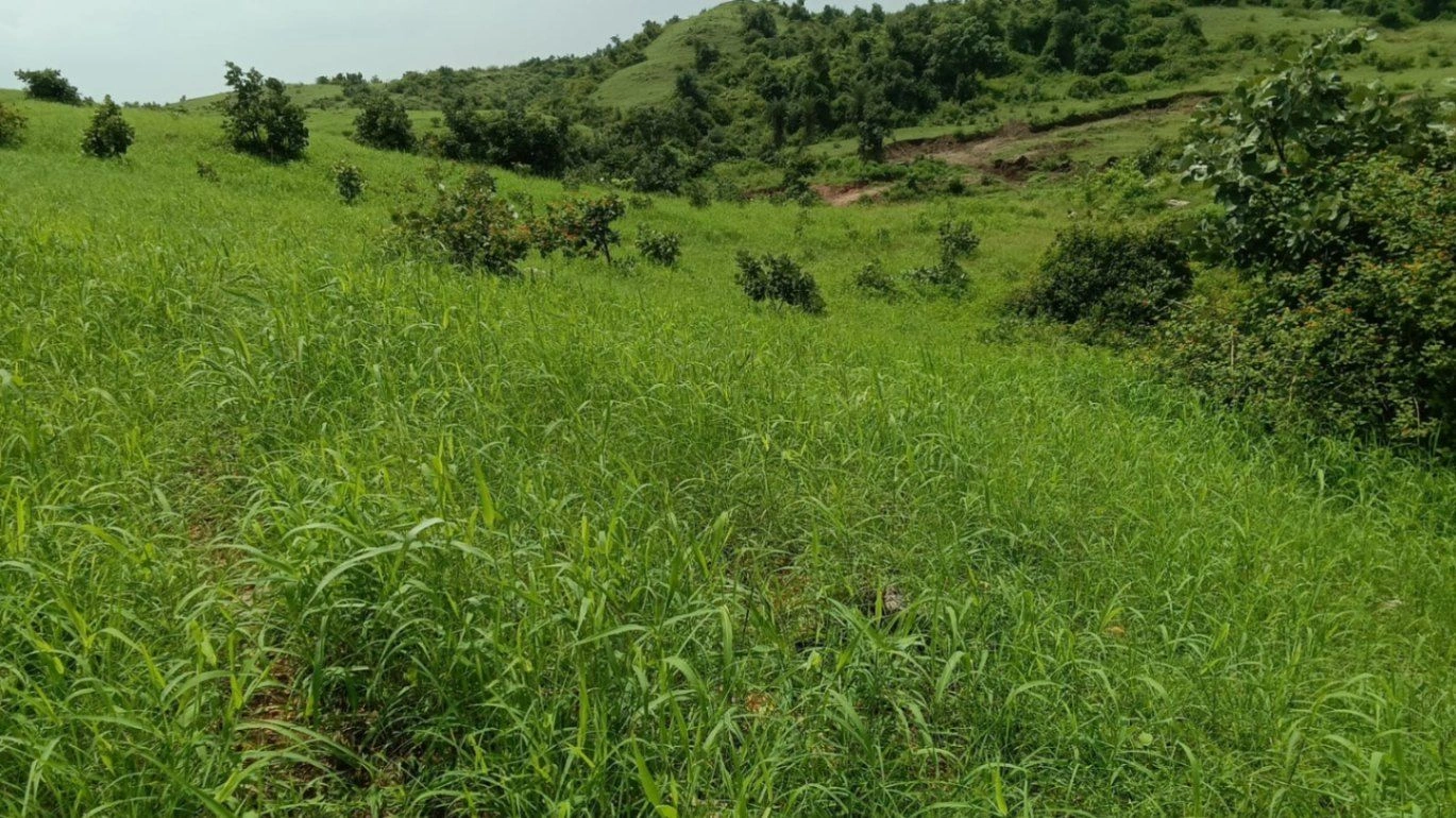 C6F5+56, Udaipur, Akola, Rajasthan 313604, India preview 2