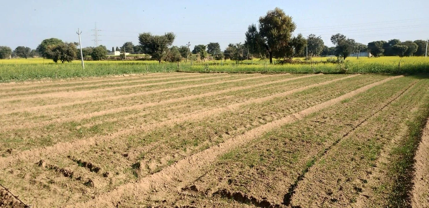 Gola Ka Bas, Rajasthan 301410, India
