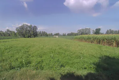 Bijopura, Uttar Pradesh 251307, India preview 3
