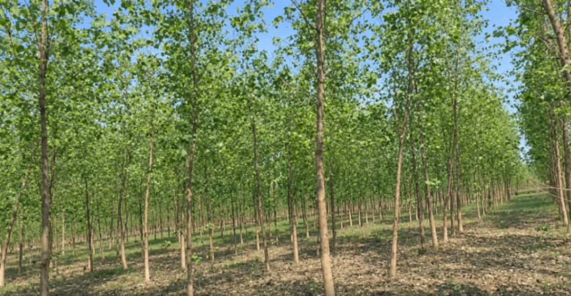 PXC4+M7W, Moradabad, Bhaiya Nagla, Uttar Pradesh 244901, India