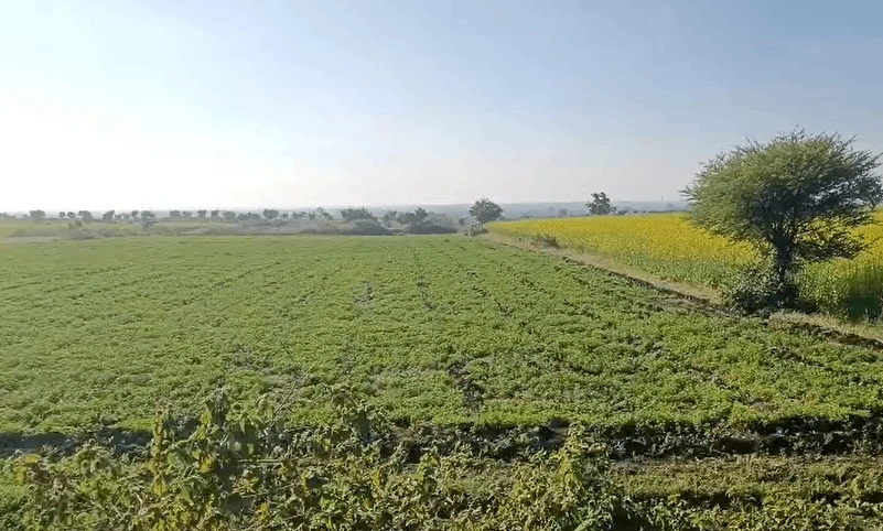 WCGM+2J5, Chakatya, Madhya Pradesh 458389, India preview 3