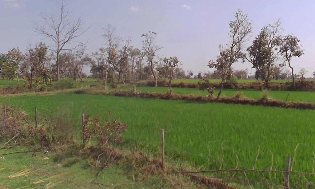 Mudiyadih, Chhattisgarh 493449, India