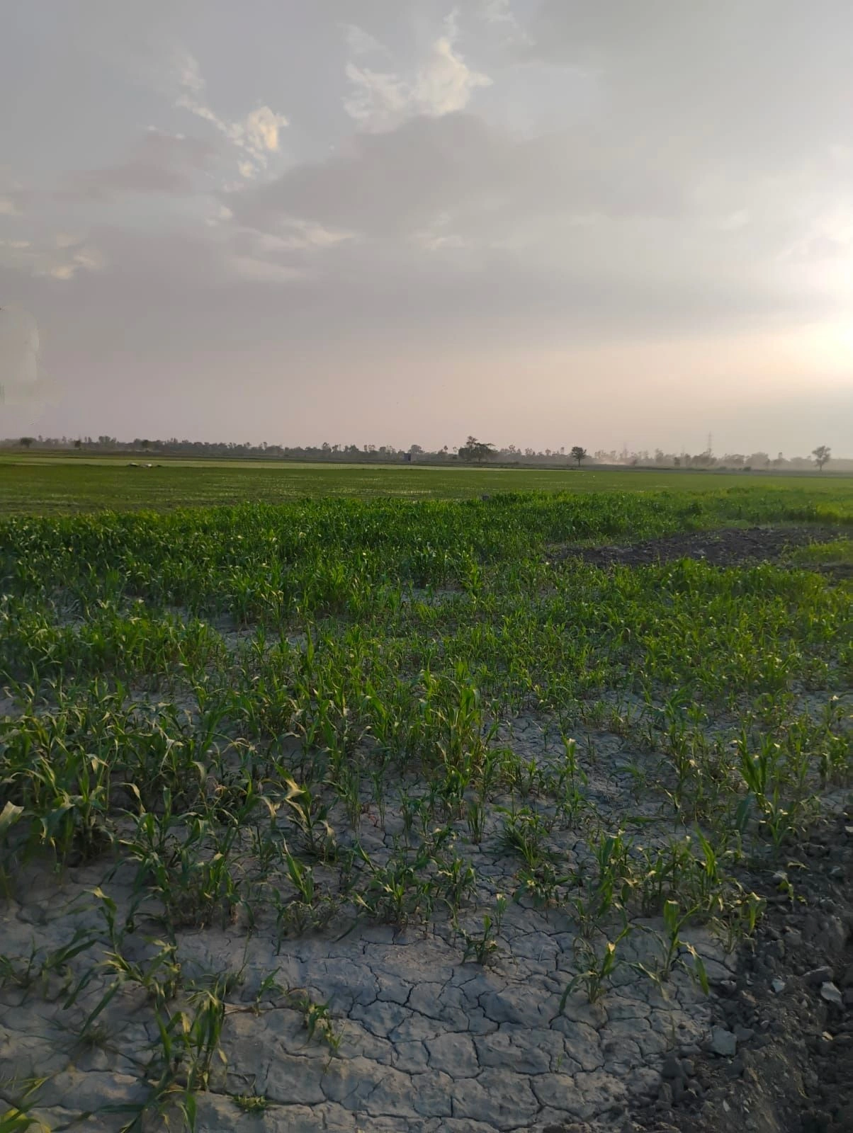 Bishambhara, Uttar Pradesh 281404, India