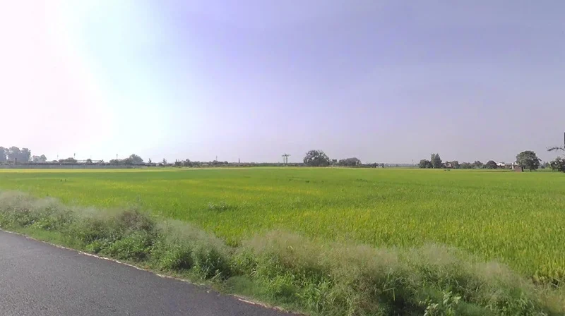 Kodia, Chhattisgarh 491001, India preview 2