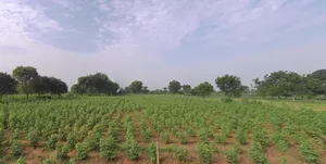 7WF9+98 Sawali bk, Maharashtra, India preview 3