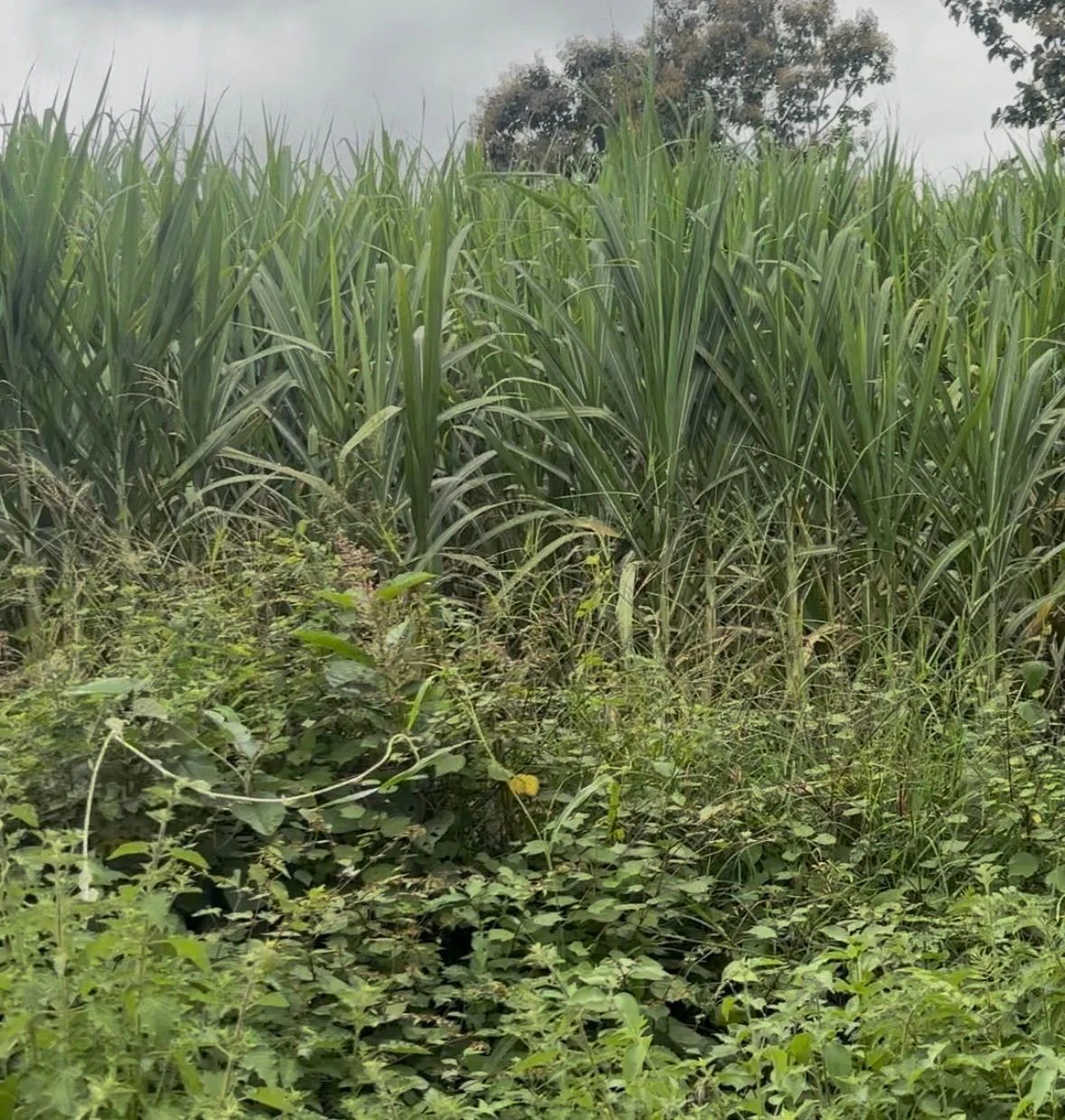 Bammigatti, Kalghatgi, Dharwad, Karnataka, India