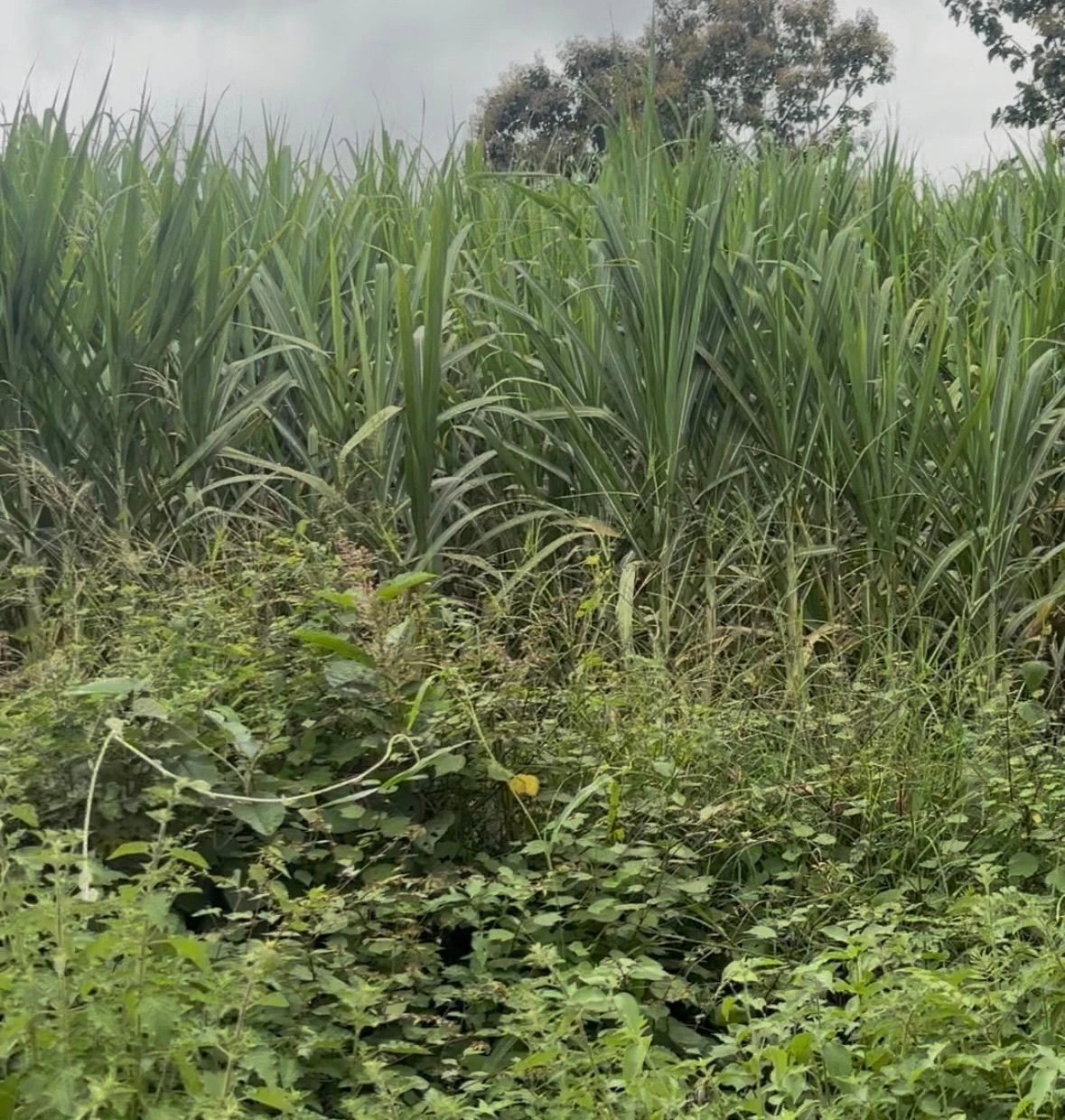 Bammigatti, Kalghatgi, Dharwad, Karnataka, India - Photo 3