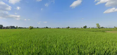 Tangra, Punjab, India preview 2