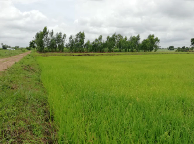 457W+GVM, Pandrawal, Uttar Pradesh 203397, India