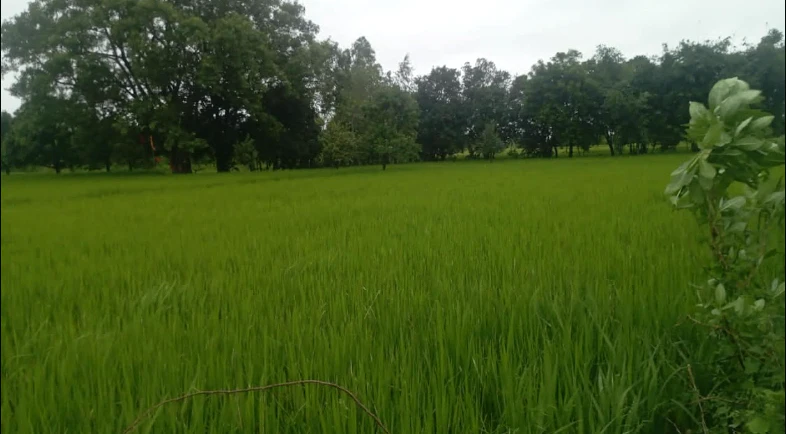 2P98+HHH, Fatehpur, Sauran, Uttar Pradesh 212664, India
