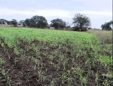 68XG+XM Telkur, Karnataka, India preview 2