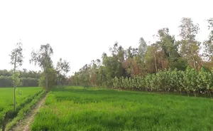 Mirzapur Pole, Uttar Pradesh 247121, India preview 2